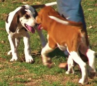 /album/trackingdogs/lady-350x308-jpg/